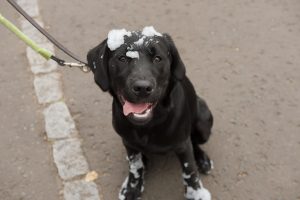 Black labrador guide Dog Puppy with soap suds