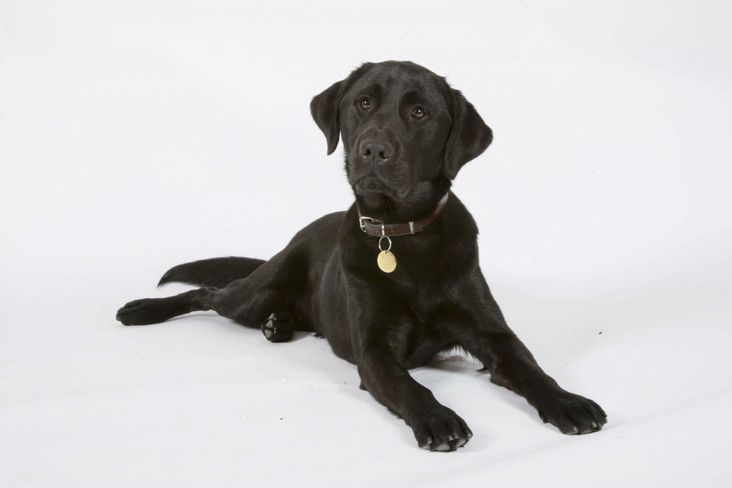 Black labrador Guide Dog posing in studio on white background