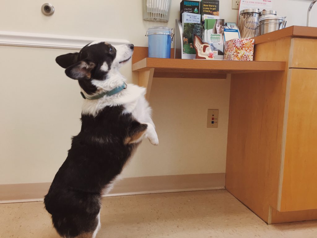 Corgi on back legs looking up at counter in a vet surgery